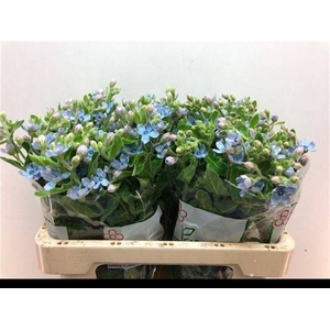 OXY CO TAN PURE BLU