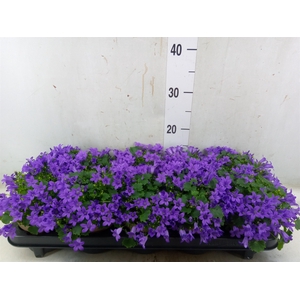 Campanula porten. 'Porto'