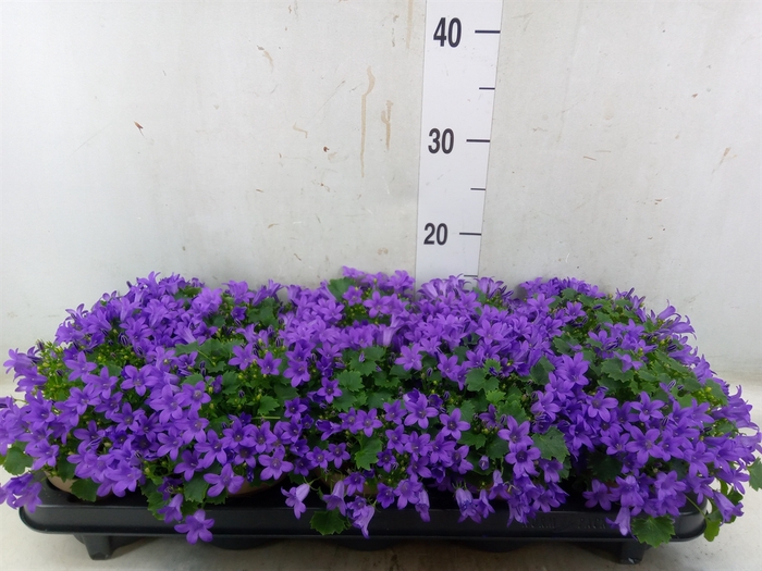 <h4>Campanula porten. 'Porto'</h4>