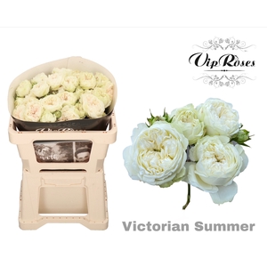 R Tr Victorian Summer