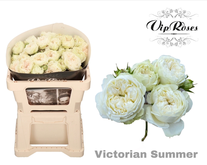 <h4>R Tr Victorian Summer</h4>