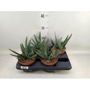 Gasteria