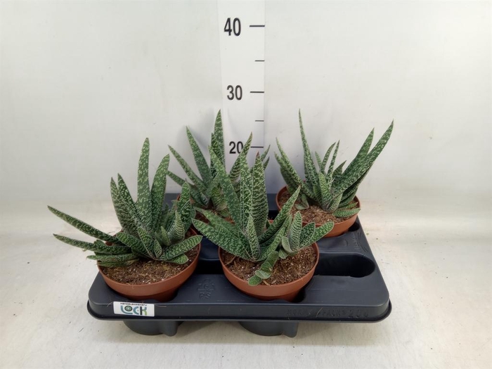 <h4>Gasteria</h4>