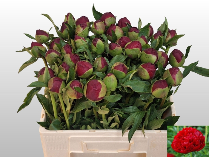 <h4>PAEO CHRISTM VELVET</h4>