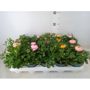 Ranunculus  'Sprinkles'