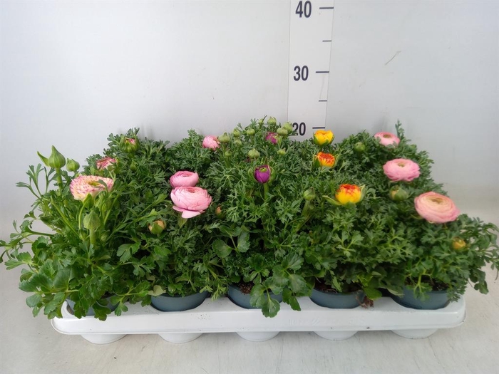 <h4>Ranunculus  'Sprinkles'</h4>