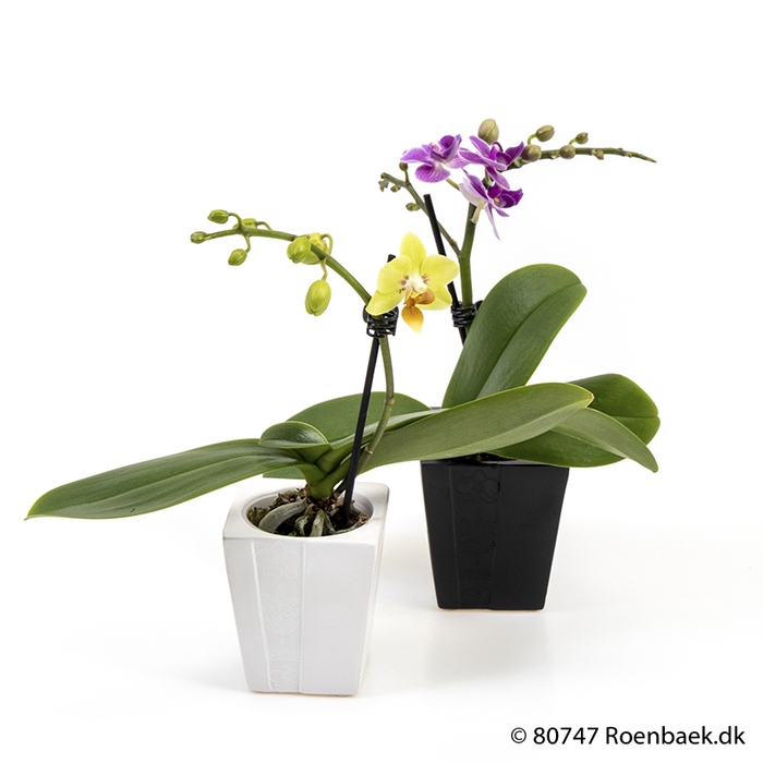 PHALAENOPSIS-HYBRID