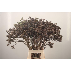 Euc Berry Clock Per Stem