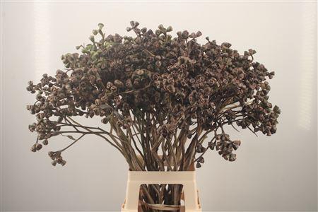 <h4>Euc Berry Clock Per Stem</h4>