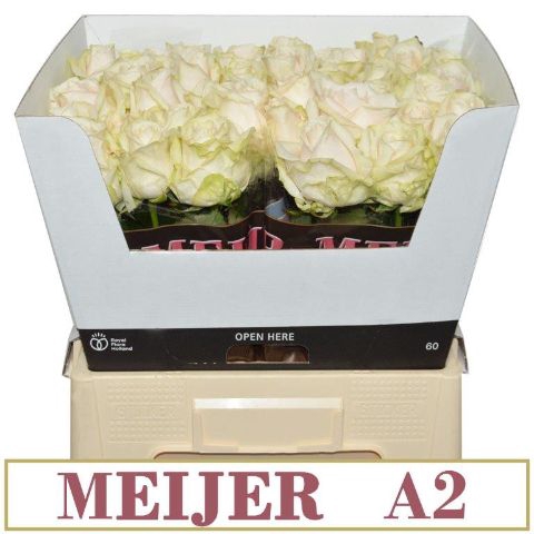 <h4>R GR DORCHESTER+</h4>