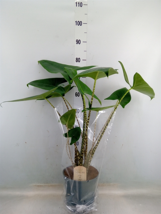 <h4>Alocasia zebrina</h4>