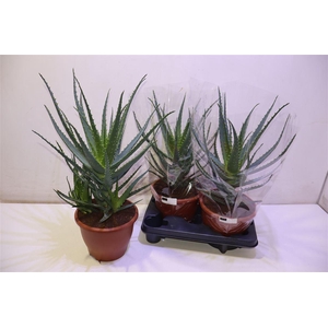 arr8 Aloe Arborescens