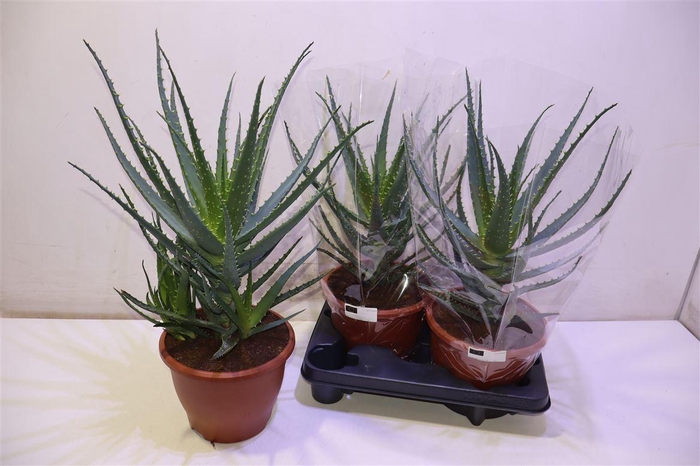 <h4>arr8 Aloe Arborescens</h4>