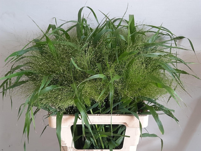 <h4>Panic Vi Fontaine 70 Cm</h4>
