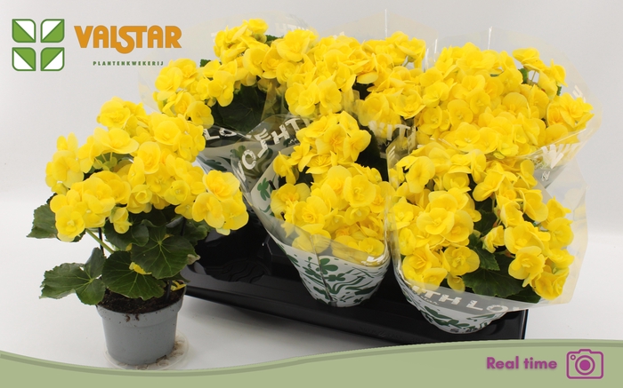 <h4>BEG HL BLITZ</h4>