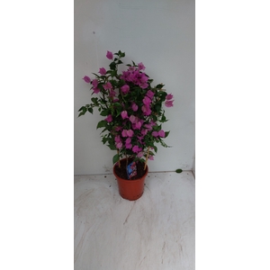 BOUGAINV ALEXANDRA
