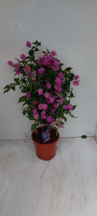 <h4>BOUGAINV ALEXANDRA</h4>