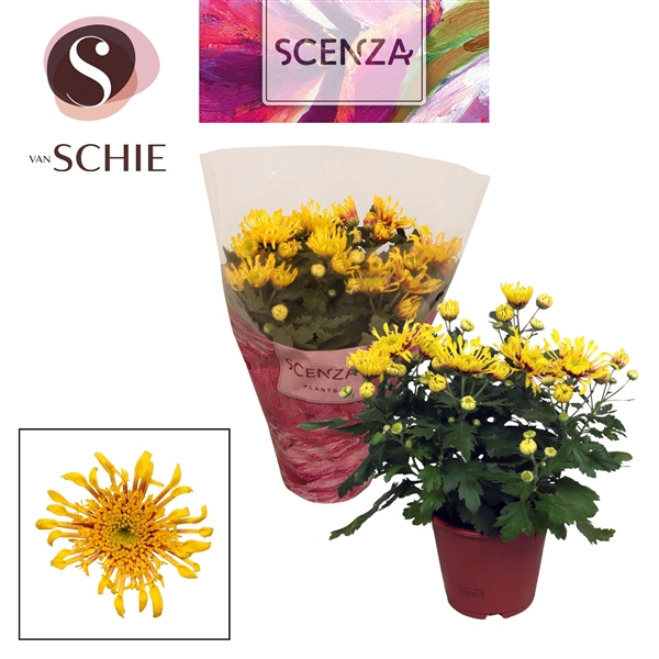 Chrysanne® Anemona Yellow SCENZA