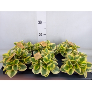 Peperomia obt. 'Obtipan Bicolor'