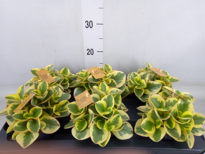 <h4>Peperomia obt. 'Obtipan Bicolor'</h4>
