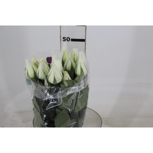 ROSA TINEKE 050 CM ESTUFA