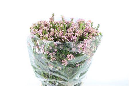 <h4>ERICA ROSE DUBBEL</h4>