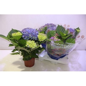 Hydr M Hi Ocean Blauw