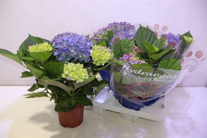 Hydr M Hi Ocean Blauw