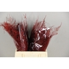 Asparagus 1e Veren Rood