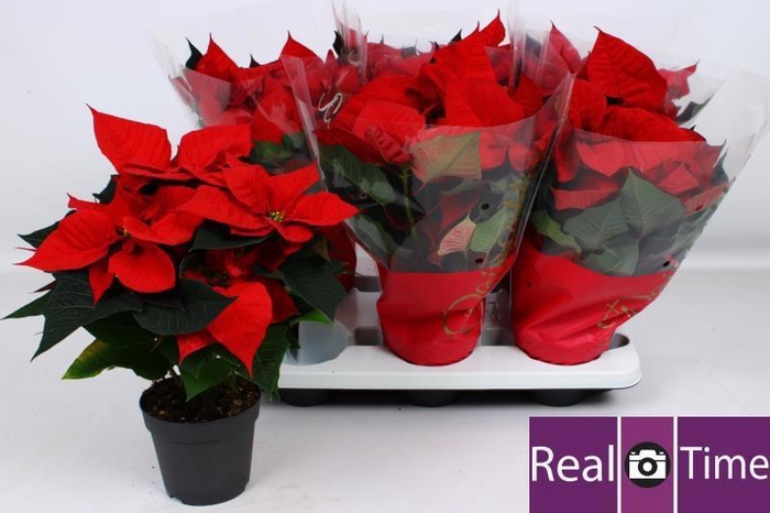 <h4>EUPHOR P CHR EVE</h4>