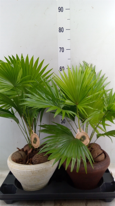<h4>Livistona rotundifolia</h4>