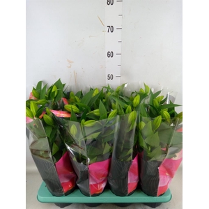 Lilium ori.  'Oxygen'