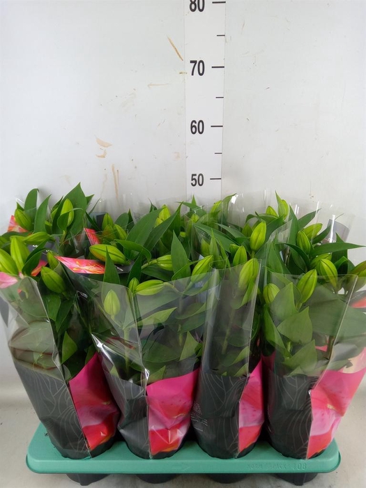 <h4>Lilium ori.  'Oxygen'</h4>