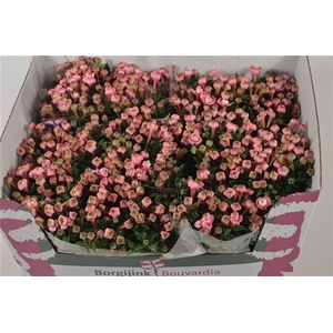 BOU DU DARK PINK