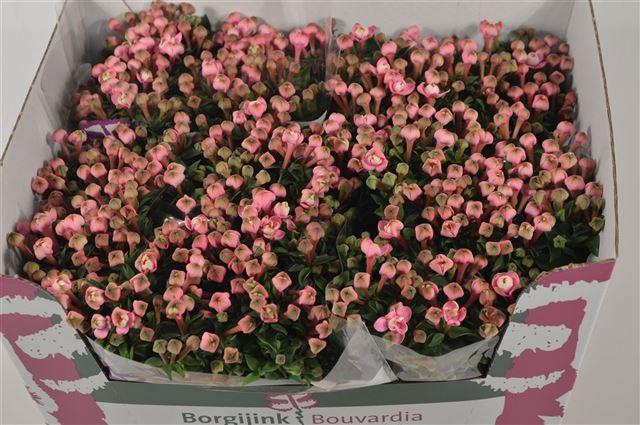 BOU DU DARK PINK