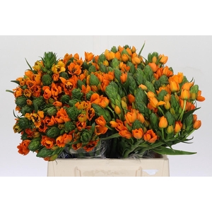 Ornithogalum Dubium Sunshine