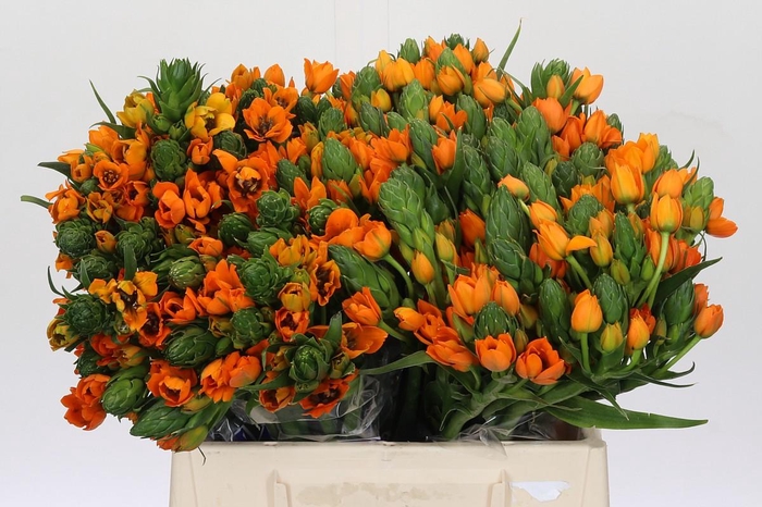 <h4>Ornithogalum Dubium Sunshine</h4>