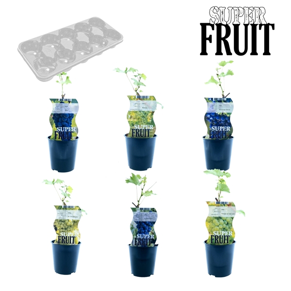 <h4>Vitis mix tray</h4>