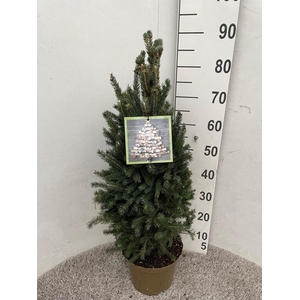 PICEA GL SUPER GREEN P23 85CM