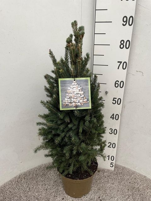 <h4>PICEA GL SUPER GREEN P23 85CM</h4>