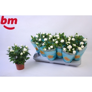 Rosa White Jewel Beau Monde