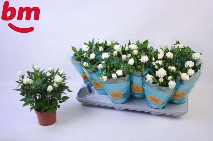 <h4>Rosa White Jewel Beau Monde</h4>
