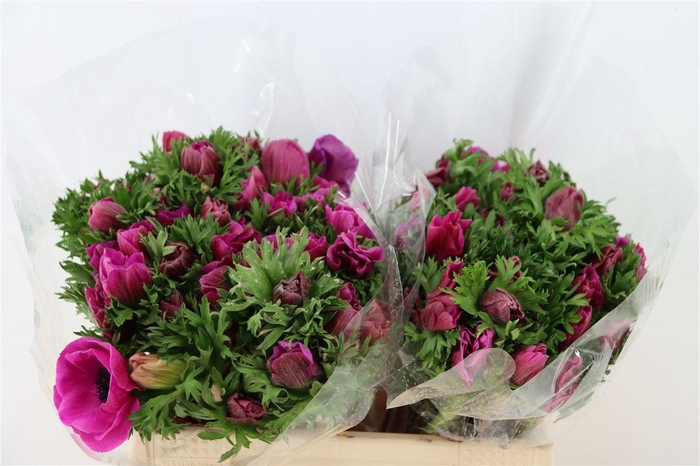 <h4>Anem Marianne Orchid</h4>