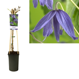 Clematis macropetala +light label