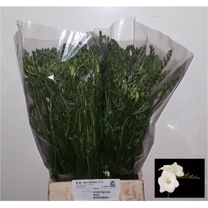 Freesia enk Corvette