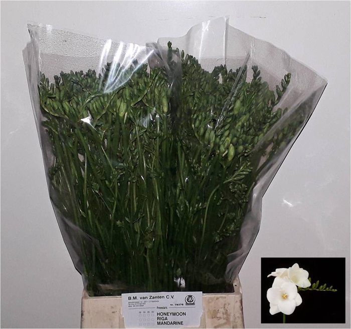 <h4>Freesia enk Corvette</h4>