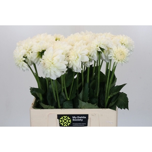 Dahlia BA 'Boom Boom White'