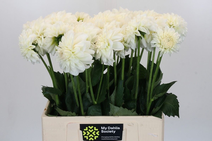 <h4>Dahlia BA 'Boom Boom White'</h4>