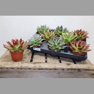 Echev Miranda Paint Tip Mixed