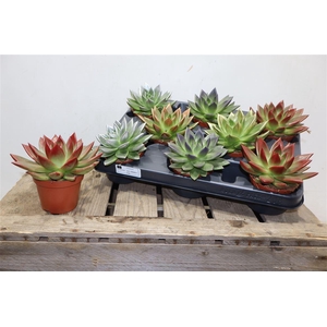 arr8 Echev Miranda Paint Tip Mixed